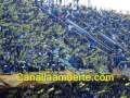 42.000 CANALLAS DE FIESTA CHAU PROMOCION