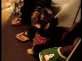 Big dog - little dog O_o