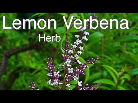 how to make lemon verbena tea