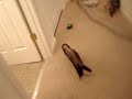 xander the ferret goes on a crazy, berserk rampage through the house.  he weasel war dances, dives through tubes and attacks the camera
