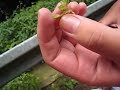 傳播種子