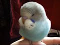 Bono the parakeet