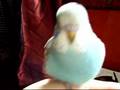 Bono the parakeet