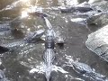 American Alligator Bellowing Chorus