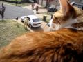 Tubby a.k.a royal chicken send his papa off?!