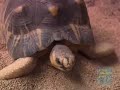 Radiated Tortoises at the Bronx Zoo Radiated Tortoises at the Bronx Zoo