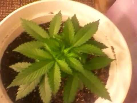 how to grow ak48 indoors