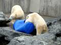 videos de Eisbär Wilbär ist verletzt / Polar Bear Wilbear