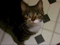 One smart cat! One smart cat!