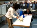 Katzenausstellung Hameln 2.11.2008