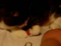 How to piss off your cat How to piss off your cat