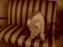 serafin vs shicco!!! el club de la pelea canina
