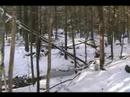 lost in the forest with snow lost in the forest with snow