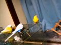 Budgie, Happy birthday Leo , 10 years old (1) - YouTube
