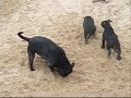 Cachorros Duke x Bulma 2008
