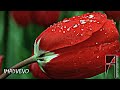 Mohamed Abdel Wahab »Ya Ward-flowers محمد عبدالوهاب »ياورد مين يشتريك