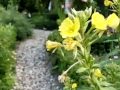 Bee on oenothera Bee on oenothera