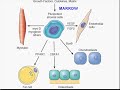 Medical School Pathology, Chapter 3b
