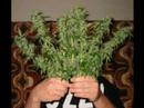 LEGALIZZIAMOLA