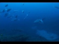 Sharklife Bull Shark Course PG31