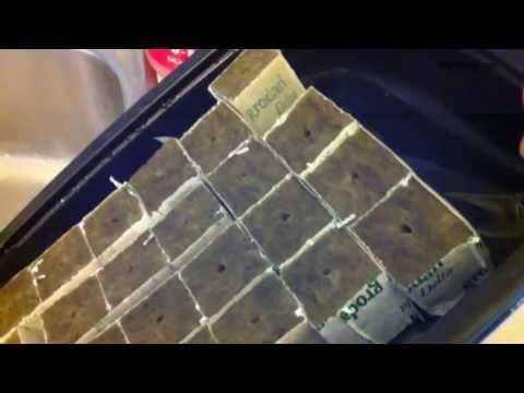 how to grow mmj clones