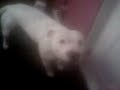 madddogg!!! madddogg!!!