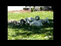 cygnets (babie swans) @palace of fine arts