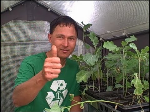 how to fertilize english ivy