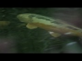 Japangarten mit Koi in Hagnau am Bodensee