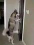 alaskan-door-opener