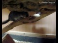 Chinchilla Jungtiere 8.11.09.wmv
