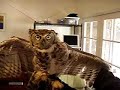 Banding a Great horned owl