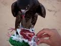 black gyr/peregrine male.