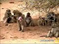 Baboons Mating 1 at Pete\ Baboons Mating 1 at Pete\