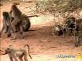 Baboons Mating 1 at Pete's Pond 11/18/2006