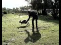 Dingo urine repels kangaroos and wallabies