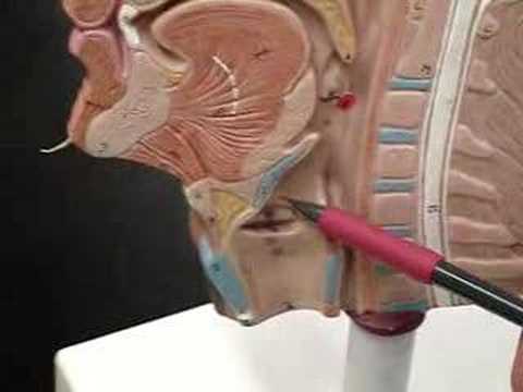 Glottis & Epiglottis