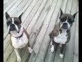 My Boxers, Buck and Misty