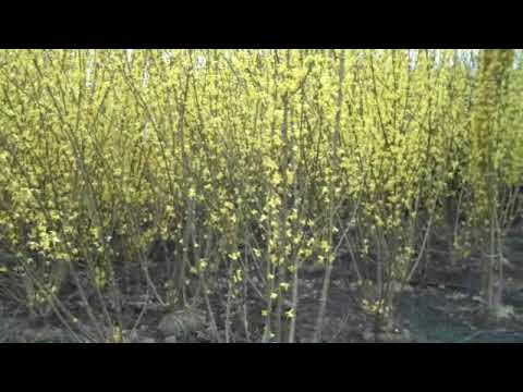 how to fertilize astilbe