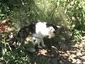 Kitty Eating Grass