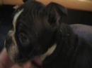 MY NEW DOG!