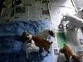 6 champion sired akc boxer puppies for sale washington