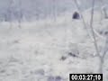 Bigfoot?