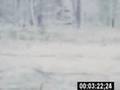 Bigfoot?