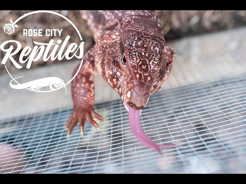 YouTube reptile video