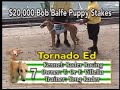 2008 Palm Beach Kennel Club $20,000 Bob Balfe Final