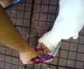 Lila Comendo Wiskas Lila Comendo Wiskas