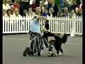Representación de perro enfrentándose a gladiador