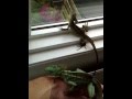 Basilisk Plumifrons Headshaking