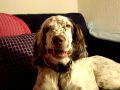 English setter Miga mascando